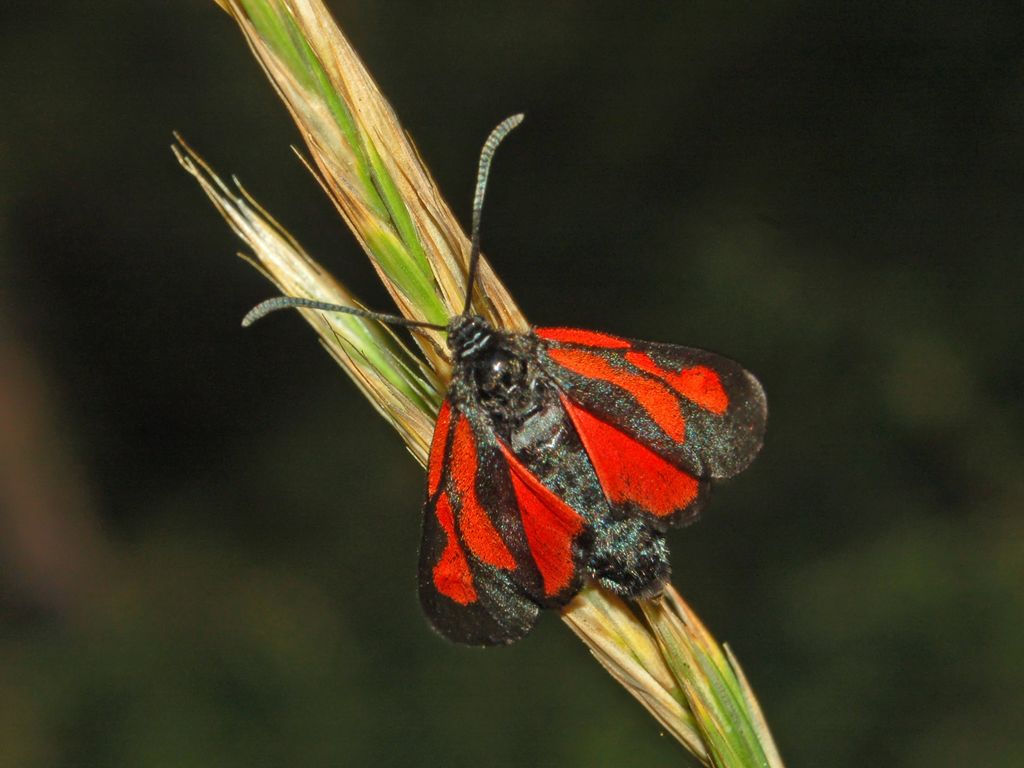 Una piccola Zigena da determinare: Zygaena osterodensis